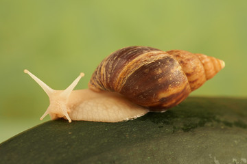 snail Achatina