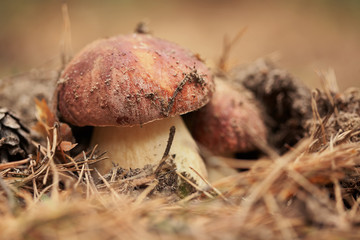 Boletus mushroom