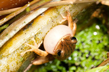 White lipped Tree Frog