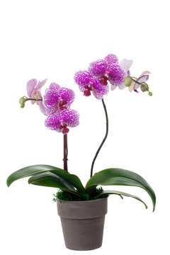 Orchid Plant in Pot