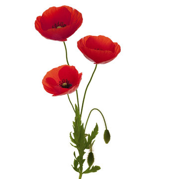 bouquet de trois coquelicots