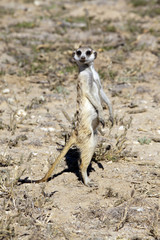 Fototapeta premium Suricate in the Kgalagadi Kgalagadi Transfrontier Park