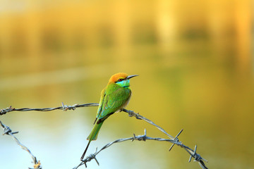 Green Bee Eaters on branch of barb
