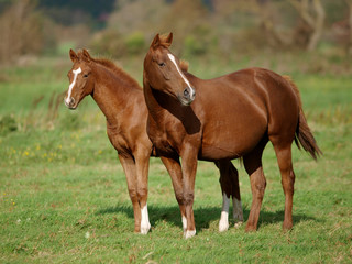 Chestnut Mare and Foal
