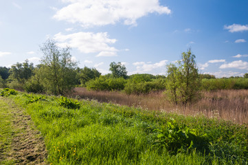 Fototapeta na wymiar Dutch nature reserve in springtime