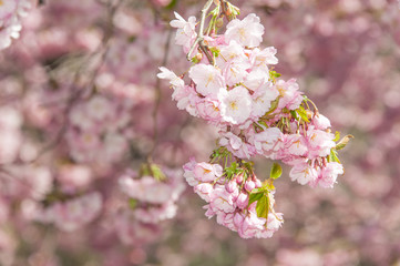 Sakura cherry tree blossom