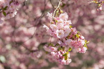 Fototapeta na wymiar Sakura cherry tree blossom