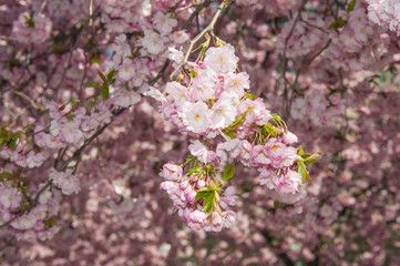 Sakura cherry tree blossom