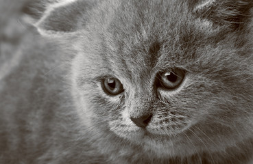 portrait of a beauty kitten