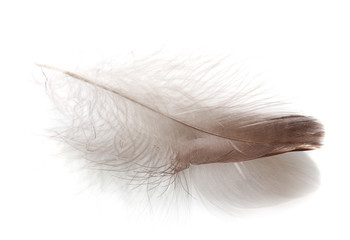 Single fluffy feather isolated on white