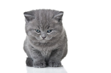 kitten looking at camera