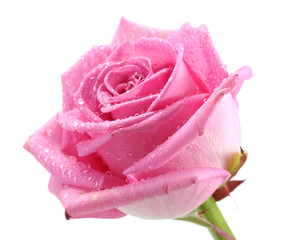 beautiful pink rose with drops close up, isolated on white