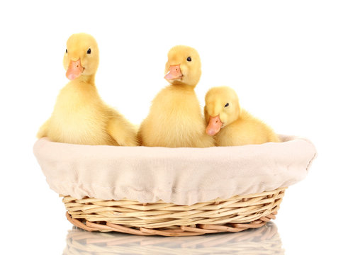 Three duckling in basket isolated on white
