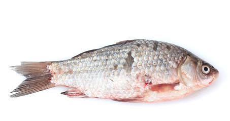 Fresh fish isolated on white