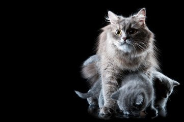 Fototapeta na wymiar cat protect kittens