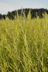 Champs de moutarde en Bourgogne