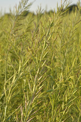 Champs de production de moutarde de Bourgogne