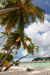 Palm trees over Bora Bora