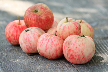 fresh apples in the garden