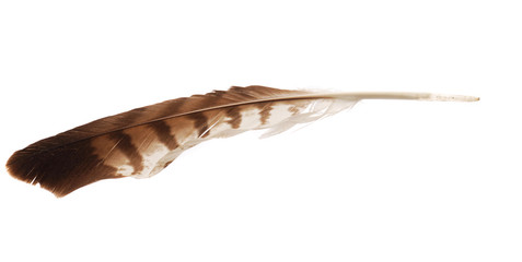 Feather from bird of prey buzzard
