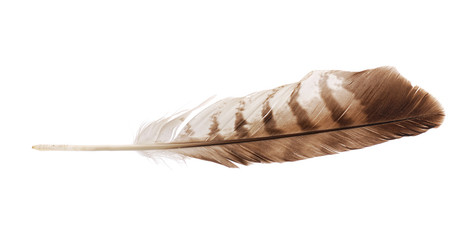 Feather from bird of prey buzzard - obrazy, fototapety, plakaty