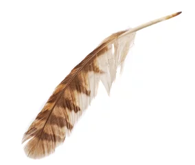 Velvet curtains Owl Feather from bird of prey tawny owl