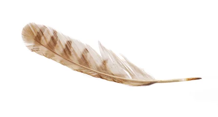 Papier Peint photo Autocollant Hibou Feather from bird of prey tawny owl