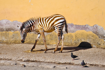 Fototapeta na wymiar Zebra in compagnia dei piccioni