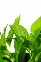 葉のクローズアップ