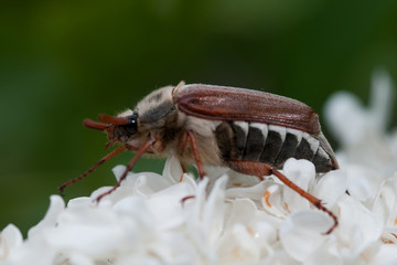 Maikäfer