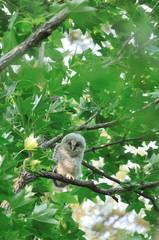 フクロウのヒナ