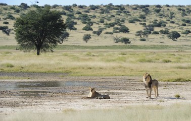 Naklejka premium Lion (Panthera leo) pair at waterhole