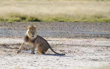 Lion (Panthera leo). Pride male