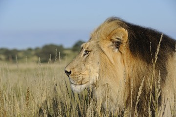 Lion (Panthera leo). Pride male  close-up