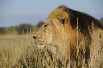Fototapeta na wymiar Lion (Panthera leo). Pride male close-up