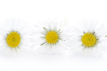 three daisies on a white background