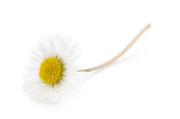 single daisy on a white background