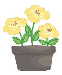Flowers in a pot
