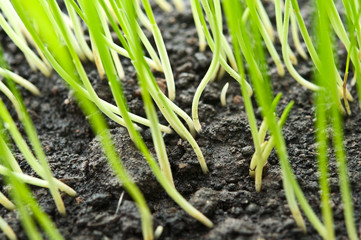 closeup photo of grass