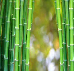 green bamboo backgroound and bogeh