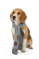 chien beagle avec écharpe
