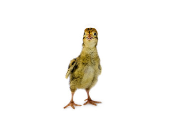 Pharaoh quail species