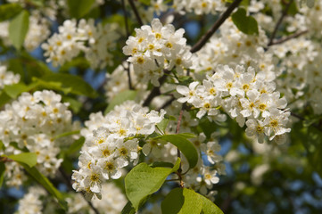 Bird cherry blossom