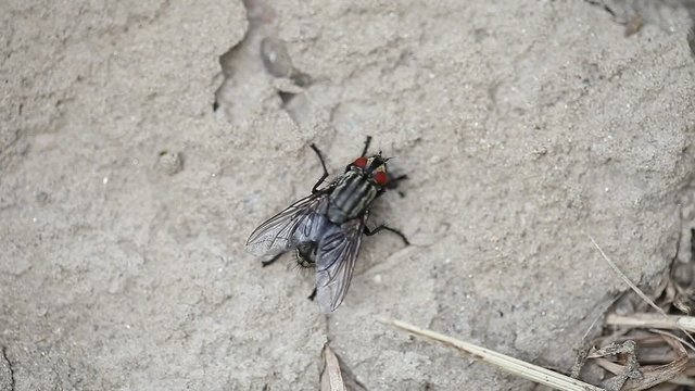 fly on stone