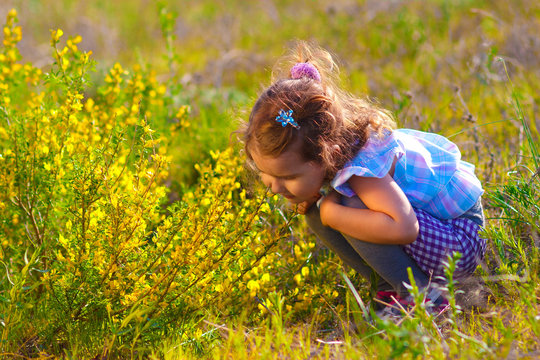 little girl smelling a yellow flower and touches (Chamaecytisus