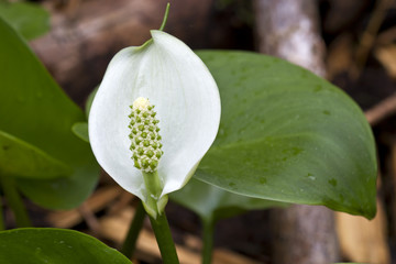 Sumpf-Calla oder Drachenwurz (Calla palustris)