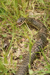 Une couleuvre dans l'herbe