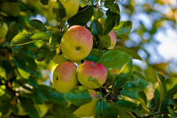 Apfelbaum