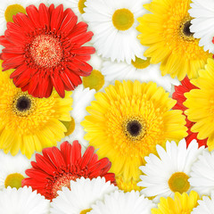 Seamless background of motley flowers