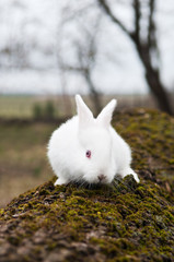 little white rabbit in a field